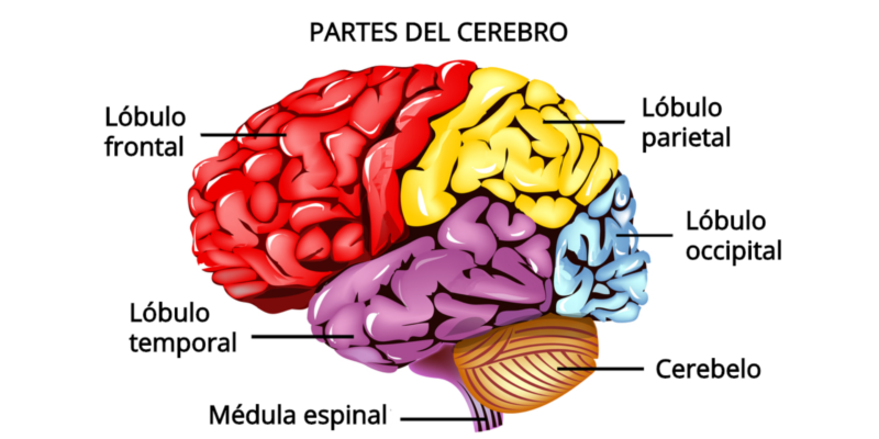 El cerebro