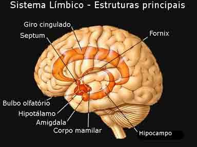 Sistema límbico