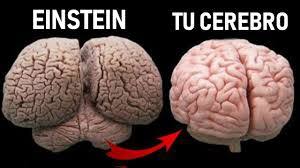 cerebros geniales frente a normales
