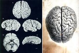 Detalles de cerebros geniales